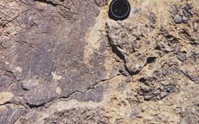 Fault breccia and tectonic striae in Saiq Fm. (Permian) outcrop, Wadi Hajir, North Oman.